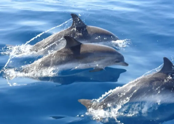 Adeje El Galeon Sea View *