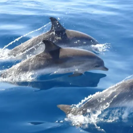 Adeje El Galeon Sea View *